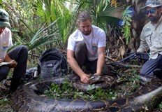 Влечугото е с тегло 120 килограмаНай големият някога познат на света