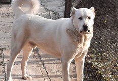 Прокуратурата в Хасково провежда разследванеПод ръководството на Районна прокуратура