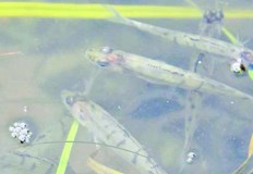 С 3000 броя балканска пъстърва бяха зарибени речни корита във Враца и