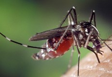 Има два типа заболявания които се пренасят от комари Има такива