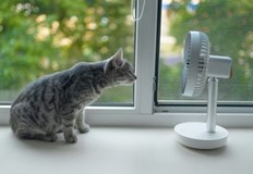 В началото сме на поредица слънчеви и топли юнски дни В