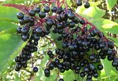 Почти няма човек който да не е запознат с полезните свойства