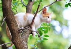 Три сигнала са наложили намесата на дежурните екипи на дирекцията