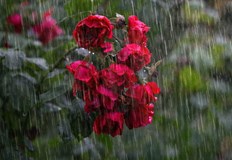 Днес максималните температури ще бъдат между 28 deg и 34 deg на