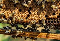 Пчелните популации по света страдат от разпространението на смъртоносен вирус