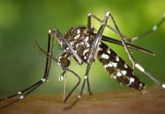 За да направите лятото на село и в гората приятно