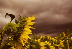 През предстоящата седмица времето до обяд ще е по често слънчево