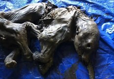 Живяло преди 35 хил години и загинало в дълбока калМумифициран