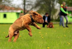 В рамките на вече изградените зони предстои ограждането на части