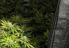 5 мобилни наркооранжерии от типа кухненски бокс а две и двойни разбиха служители