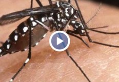 Дойде времето когато тигровите комари започват да хапят Как да различим