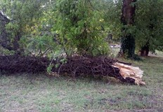 Тийнейджърката е откарана в Пирогов Дърво падна пред Народния театър Иван Вазов