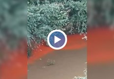 Водата на река Русенски Лом за пореден път се оцвети