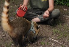 Носатото мече Борис е вид от Южна АмерикаНосатото мече Борис