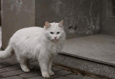 За изминалото денонощие екипите на пожарната са имали 9 излизания