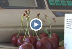 Черешоберът тази година е напът да претърпи пълен крах Причината е