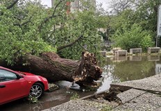 Над 160 са сигналите за паднали дървета скъсани кабели и