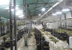 Седемте подсъдими се признават за виновни че са произвели 134 килограма марихуана След