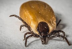 Кърлежите са опасни вредители защото могат да пренасят застрашаващи живота