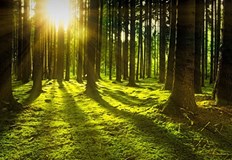 64 годишна жена и нейното 10 годишно внуче са открити невредими след