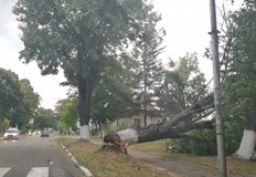 В целия град е пълно с паднали клони и дървета