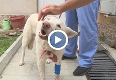 Членове на яхтклуба в Русе открили кучето си пребито в безпомощно състояниеЖивотното