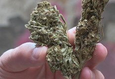 Да бъде разрешено преработването на индустриален коноп у нас предвиждат