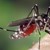 Репеленти срещу кръвосмучещите насекоми - как действат