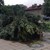 През есента ще бъдат засадени нови дървета на мястото на всички унищожени в Русе