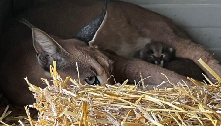 Клеопатра стана майка на две прекрасни рожби