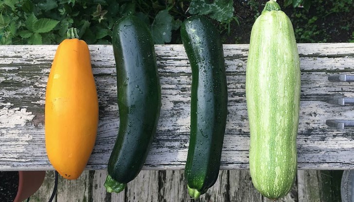 Смята се, че тиквичките трябва да са в диетата, ако имате слаби защитни функции на тялото Смята се, че тиквичките трябва да са в диетата, ако имате слаби защитни функции на тялото