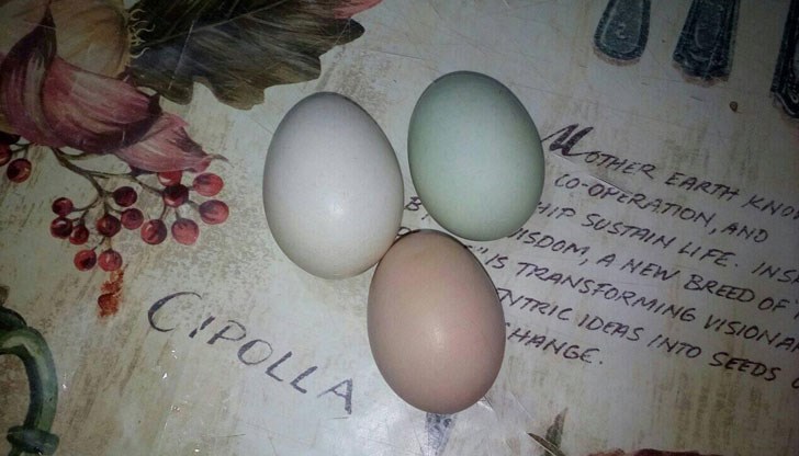 Познаването им ще ви позволи да разберете тяхното ниво на свежест, начини на съхранение и опасността, дебнеща в черупката Познаването им ще ви позволи да разберете тяхното ниво на свежест, начини на съхранение и опасността, дебнеща в черупката