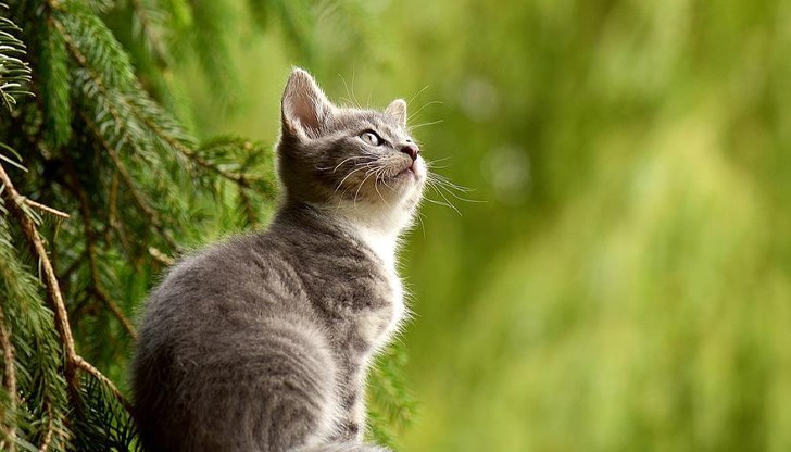 Този вирус може да се предава между видовете, коментира ветеринарен специалист Този вирус може да се предава между видовете, коментира ветеринарен специалист