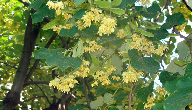 Цветът се събира между 10 и 12 часа, преди силното слънце, за да не се изпарят етеричните масла Цветът се събира между 10 и 12 часа, преди силното слънце, за да не се изпарят етеричните масла