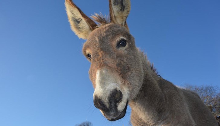 Забраниха показването на лъвове и магарета на митинги и политически събрания Забраниха показването на лъвове и магарета на митинги и политически събрания