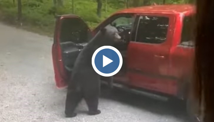 Животното дори се качи в автомобила