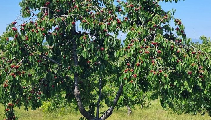 Производител: Това чудо не е било никога, а от година на година става все по-трудно Производител: Това чудо не е било никога, а от година на година става все по-трудно