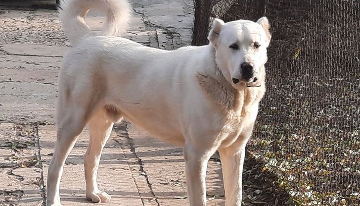 10-годишно дете е настанено в болницата в Хасково след ухапвания от куче 10-годишно дете е настанено в болницата в Хасково след ухапвания от куче