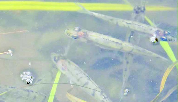 10 000 броя рибки са докарани от Русе до язовира