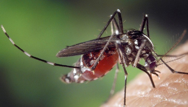 Комарите поне до момента не са определяни като някакъв алерген, обясни д-р Румен Харизанов