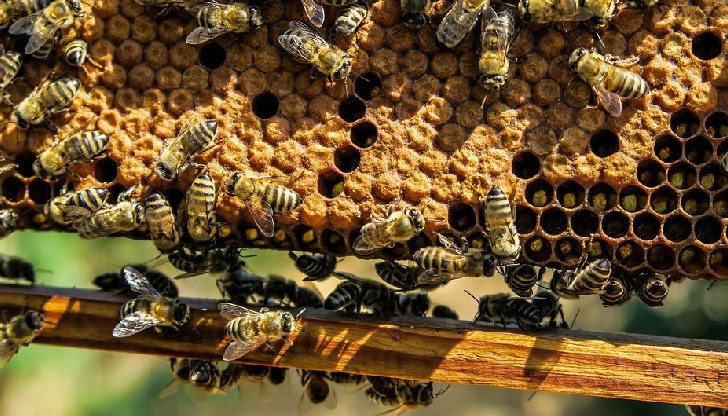 Пчелните популации по света страдат от разпространението на смъртоносен вирус, който разяжда крилата им