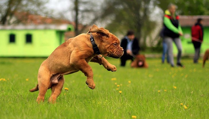 В рамките на вече изградените зони предстои ограждането на части за по-малки кучета, както и осветяването им