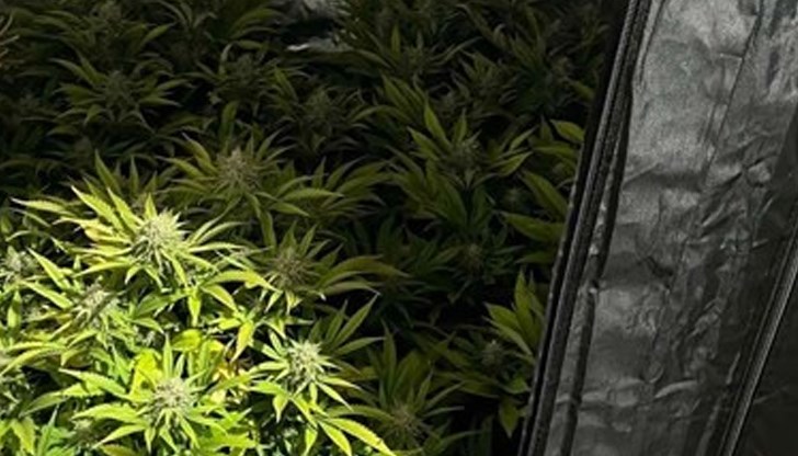Иззети са отглежданите 30 канабисови растения, 513 грама марихуана, 3 мобилни телефона, лаптоп и 3000 лв.