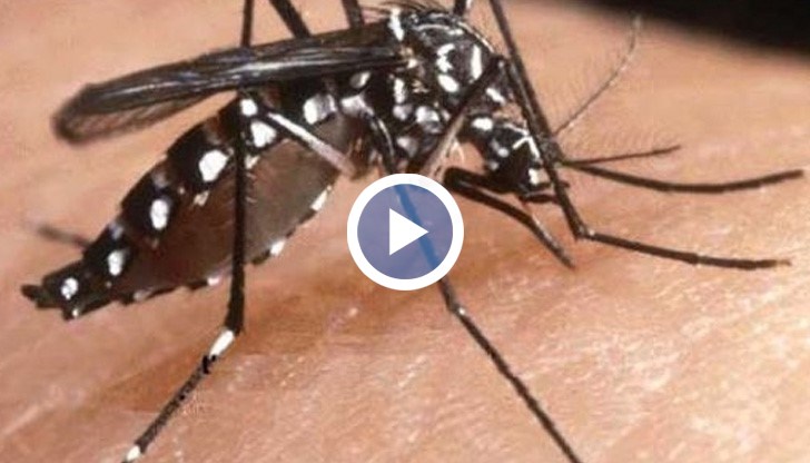 Комарът може да предаде тропическа треска
