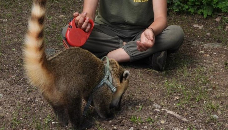 Носатото мече, нарично още коати, е вид, обитаващ тропическите части на Южна Америка