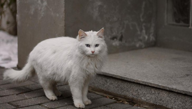 За изминалото денонощие екипите на пожарната са имали 9 излизания по сигнали за произшествия и инциденти