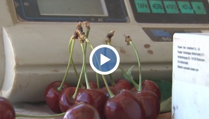 Берачите искат сума от 60, 70 до 80 ст., но собствениците на черешови масиви не могат да си го позволят