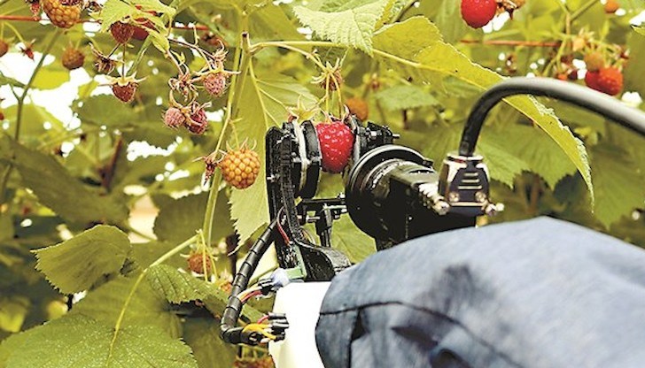 Машините са оборудвани с по четири ръце за прибиране на реколтата Машините са оборудвани с по четири ръце за прибиране на реколтата