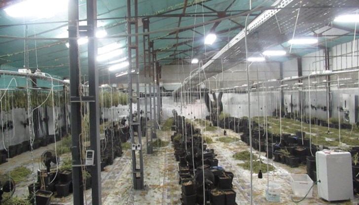 Седемте подсъдими се признават за виновни, че са произвели 134 килограма марихуана Седемте подсъдими се признават за виновни, че са произвели 134 килограма марихуана