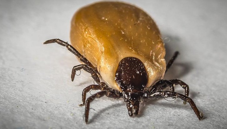 6 начина за превенция от ухапване 6 начина за превенция от ухапване